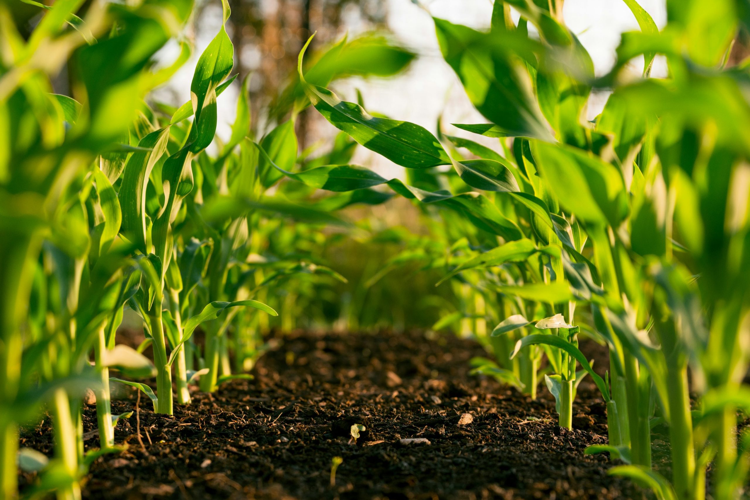 Partnerships and Policy: Advancing Carbon Sequestration in Zimbabwe